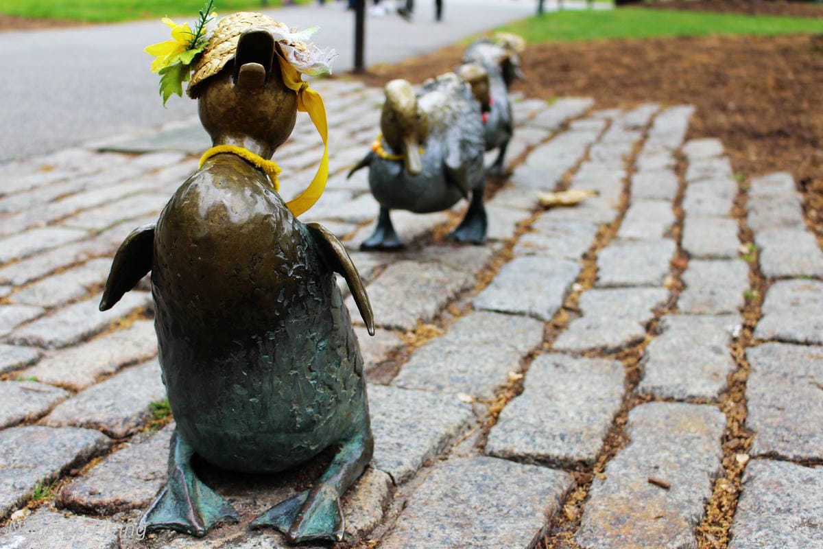 【美國】2018.05 波士頓第三天 -波士頓港、水族館、市區巡禮、讓路小鴨雕塑 - 第37張圖 【美國】2018.05 波士頓第三天 -波士頓港、水族館、市區巡禮、讓路小鴨雕塑