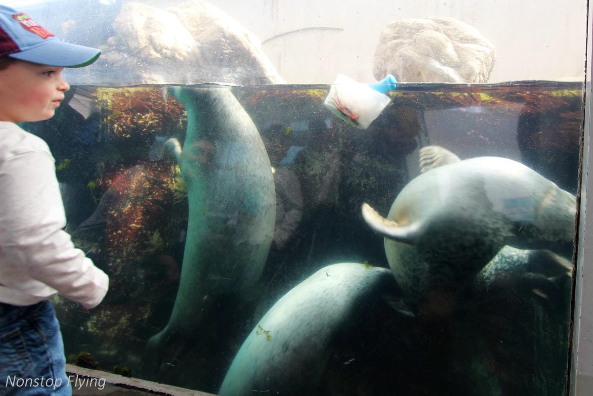 【美國】2018.05 波士頓第三天 -波士頓港、水族館、市區巡禮、讓路小鴨雕塑 - 第17張圖 【美國】2018.05 波士頓第三天 -波士頓港、水族館、市區巡禮、讓路小鴨雕塑