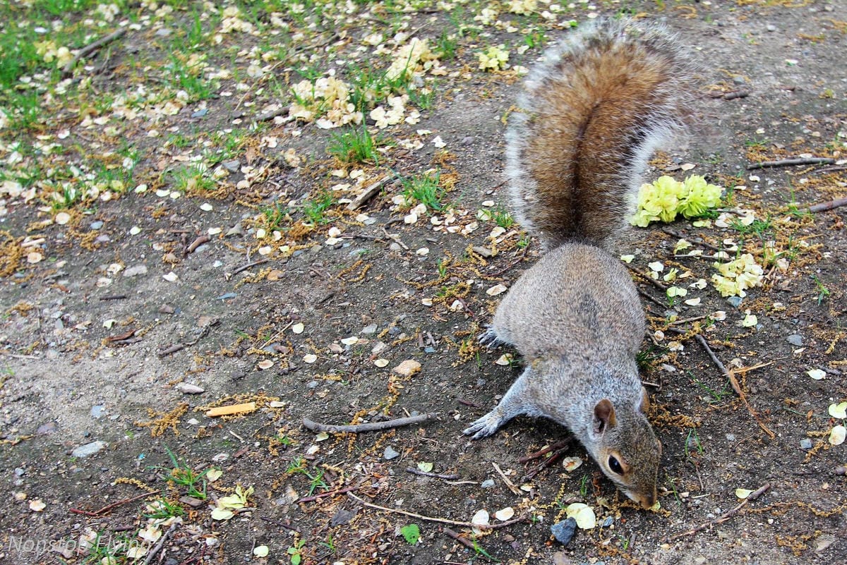 【美國】2018.05 波士頓第三天 -波士頓港、水族館、市區巡禮、讓路小鴨雕塑 - 第30張圖 【美國】2018.05 波士頓第三天 -波士頓港、水族館、市區巡禮、讓路小鴨雕塑