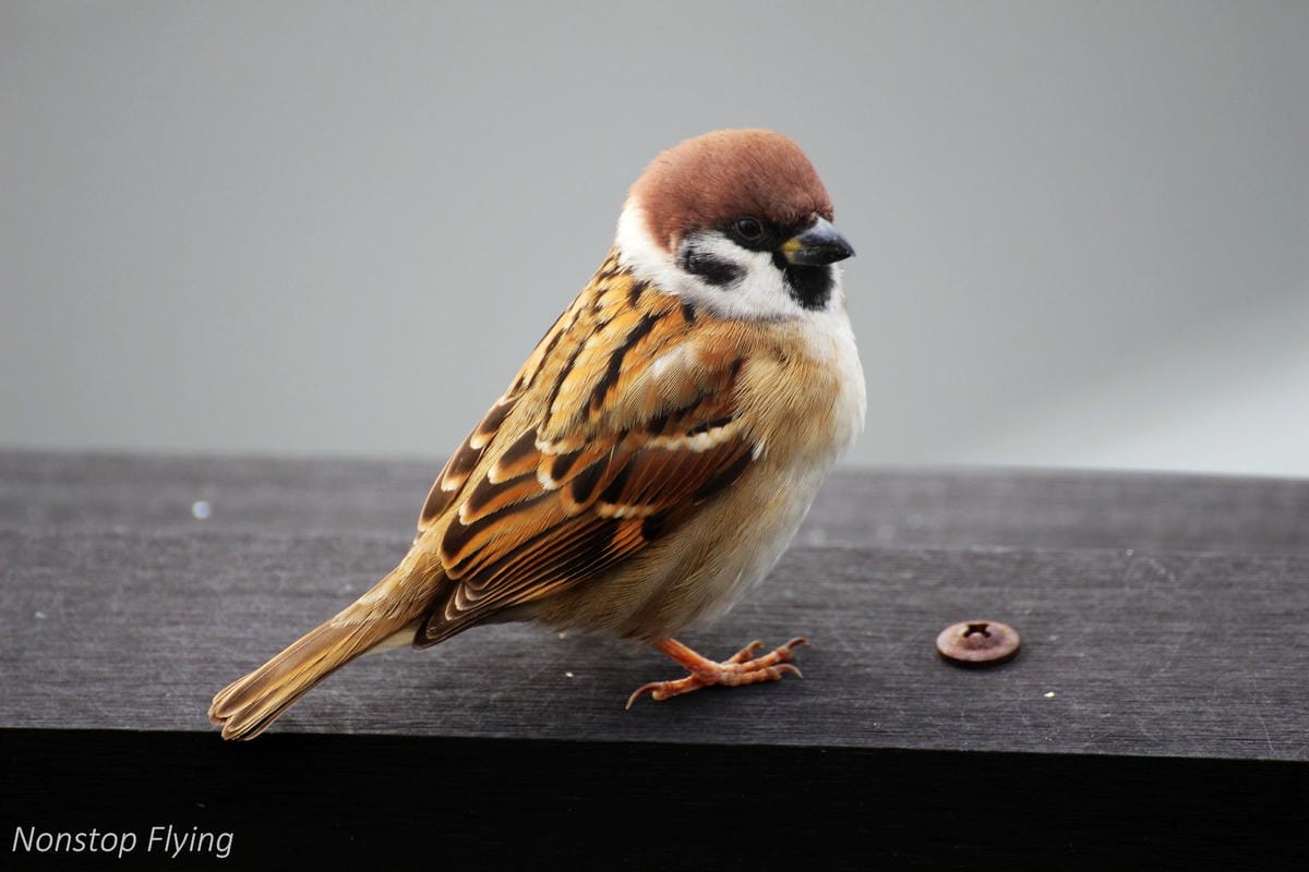 【日本東京】2018.12.09 羽田機場拍飛機記錄 -第一航廈/第二航廈/國際線航廈