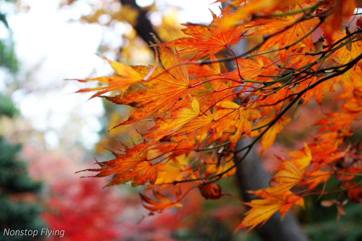 (2018)12月東京四天三夜小旅行 -耶誕燈飾、楓紅、銀杏之旅