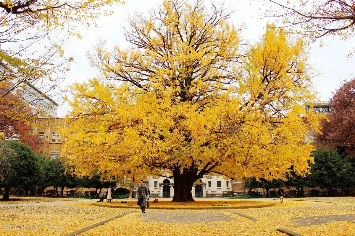 (2018)12月東京四天三夜小旅行 -耶誕燈飾、楓紅、銀杏之旅 - 第63張圖 (2018)12月東京四天三夜小旅行 -耶誕燈飾、楓紅、銀杏之旅