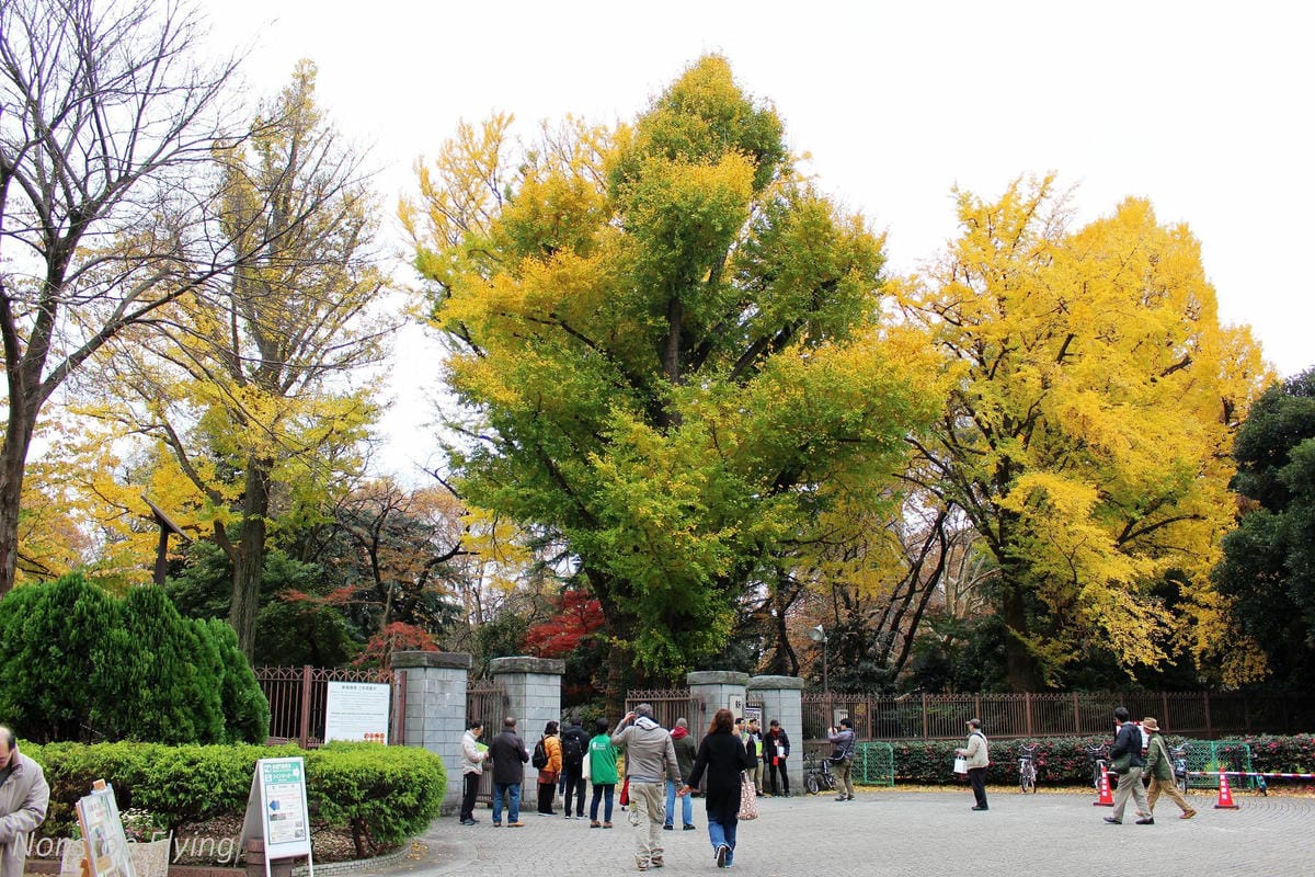 (2018)12月東京四天三夜小旅行 -耶誕燈飾、楓紅、銀杏之旅 - 第17張圖 (2018)12月東京四天三夜小旅行 -耶誕燈飾、楓紅、銀杏之旅