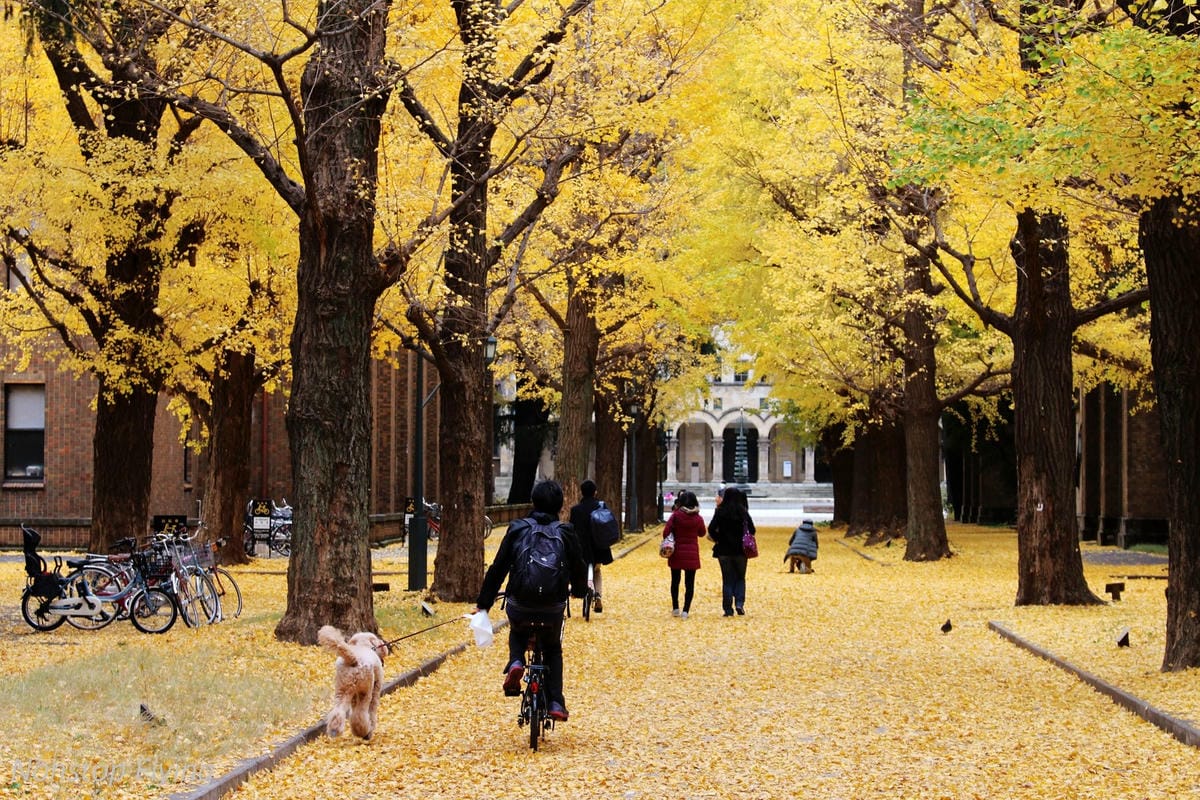 (2018)12月東京四天三夜小旅行 -耶誕燈飾、楓紅、銀杏之旅 - 第62張圖 (2018)12月東京四天三夜小旅行 -耶誕燈飾、楓紅、銀杏之旅