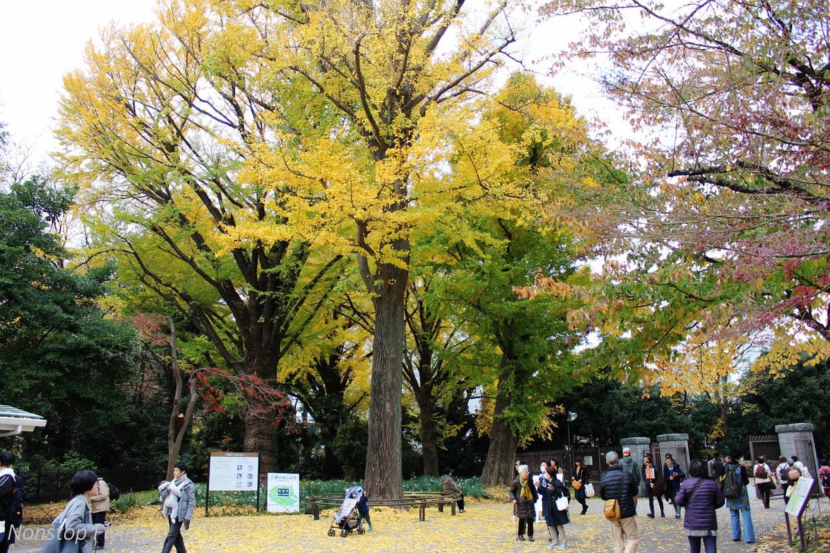 (2018)12月東京四天三夜小旅行 -耶誕燈飾、楓紅、銀杏之旅 - 第18張圖 (2018)12月東京四天三夜小旅行 -耶誕燈飾、楓紅、銀杏之旅