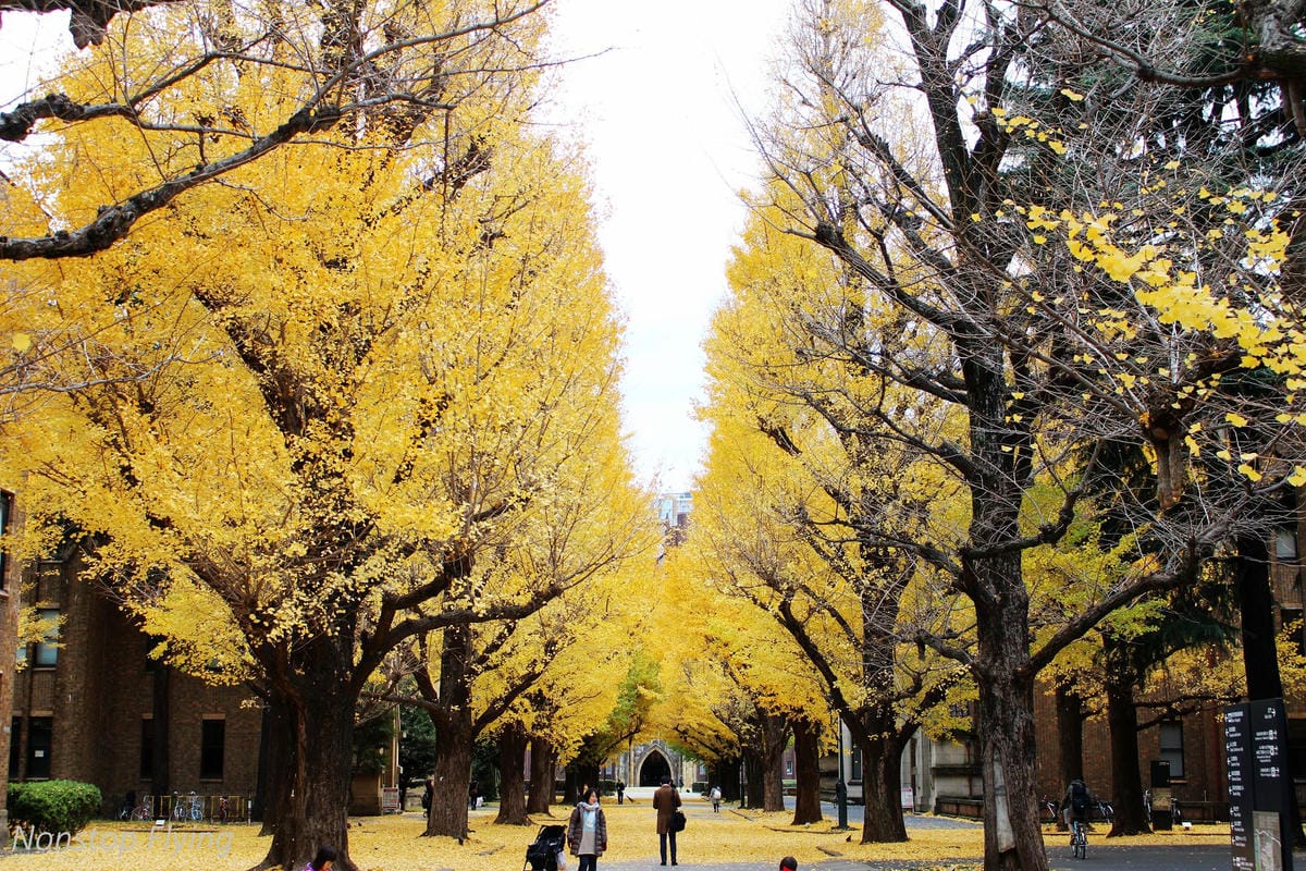 (2018)12月東京四天三夜小旅行 -耶誕燈飾、楓紅、銀杏之旅 - 第60張圖 (2018)12月東京四天三夜小旅行 -耶誕燈飾、楓紅、銀杏之旅