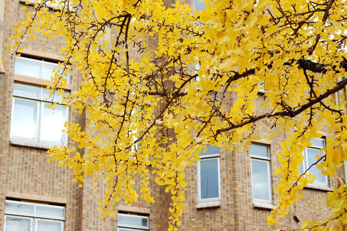 (2018)12月東京四天三夜小旅行 -耶誕燈飾、楓紅、銀杏之旅 - 第67張圖 (2018)12月東京四天三夜小旅行 -耶誕燈飾、楓紅、銀杏之旅