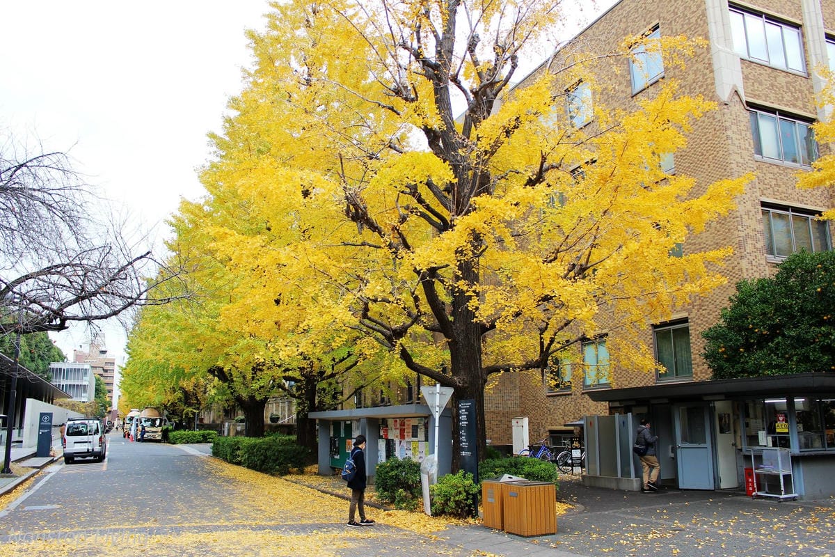 (2018)12月東京四天三夜小旅行 -耶誕燈飾、楓紅、銀杏之旅 - 第58張圖 (2018)12月東京四天三夜小旅行 -耶誕燈飾、楓紅、銀杏之旅