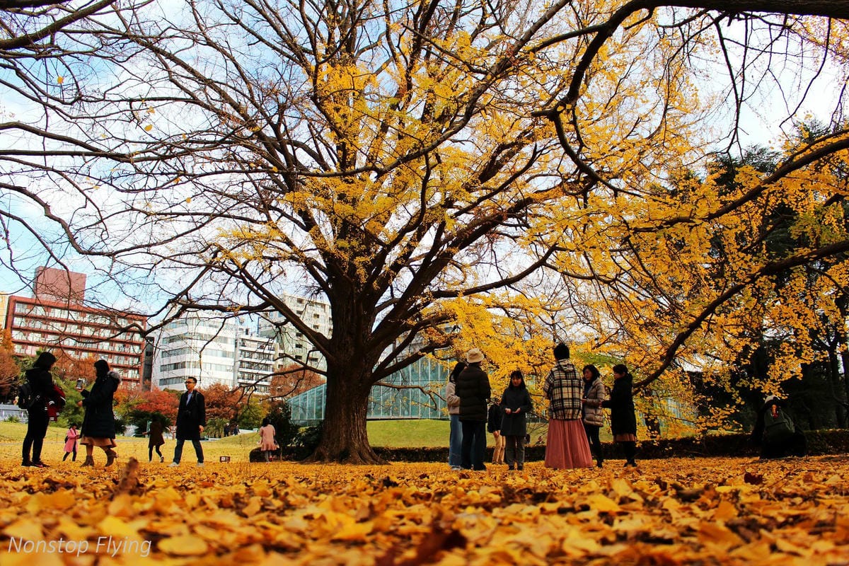 (2018)12月東京四天三夜小旅行 -耶誕燈飾、楓紅、銀杏之旅 - 第28張圖 (2018)12月東京四天三夜小旅行 -耶誕燈飾、楓紅、銀杏之旅