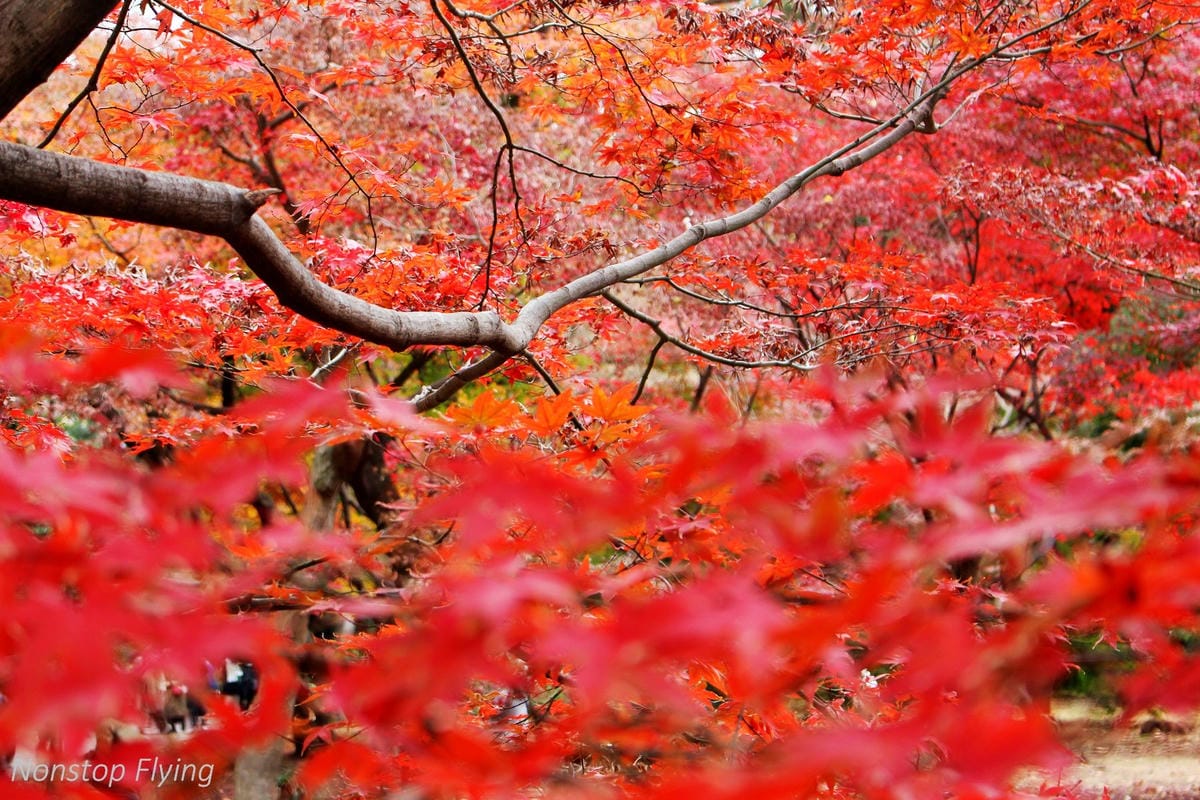 (2018)12月東京四天三夜小旅行 -耶誕燈飾、楓紅、銀杏之旅 - 第20張圖 (2018)12月東京四天三夜小旅行 -耶誕燈飾、楓紅、銀杏之旅