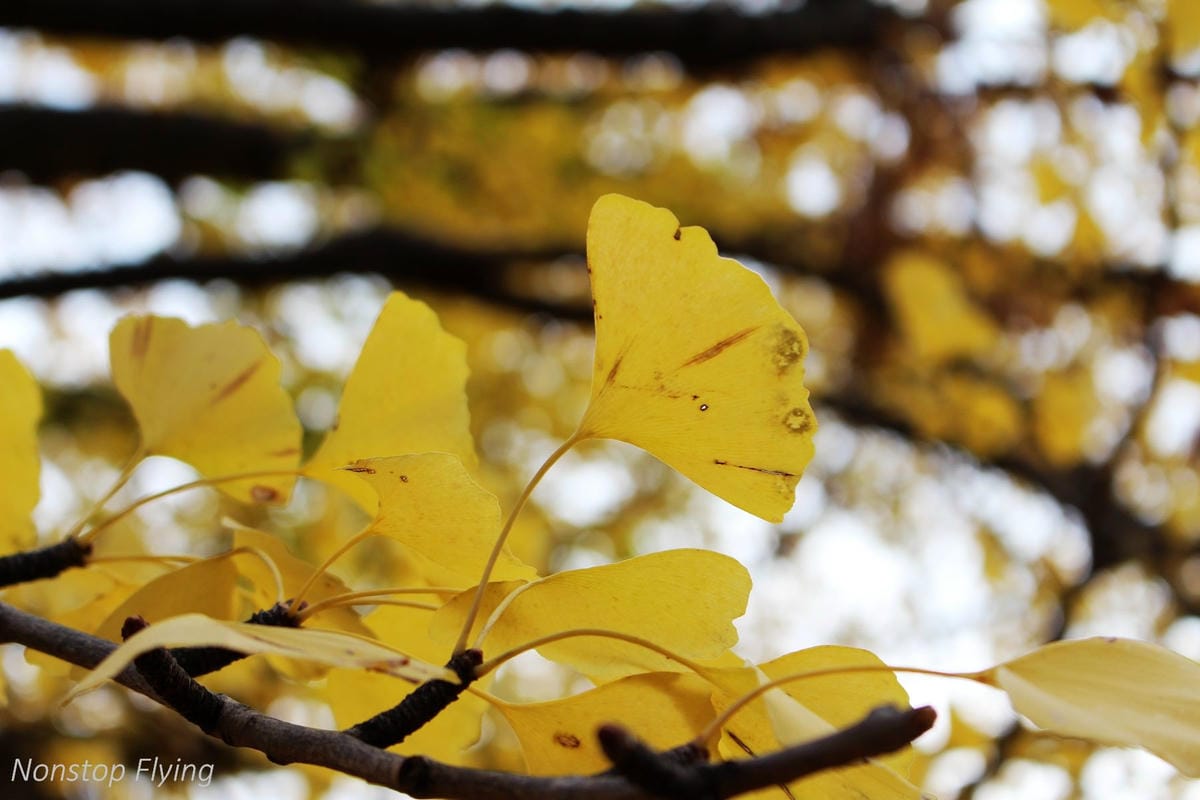 (2018)12月東京四天三夜小旅行 -耶誕燈飾、楓紅、銀杏之旅