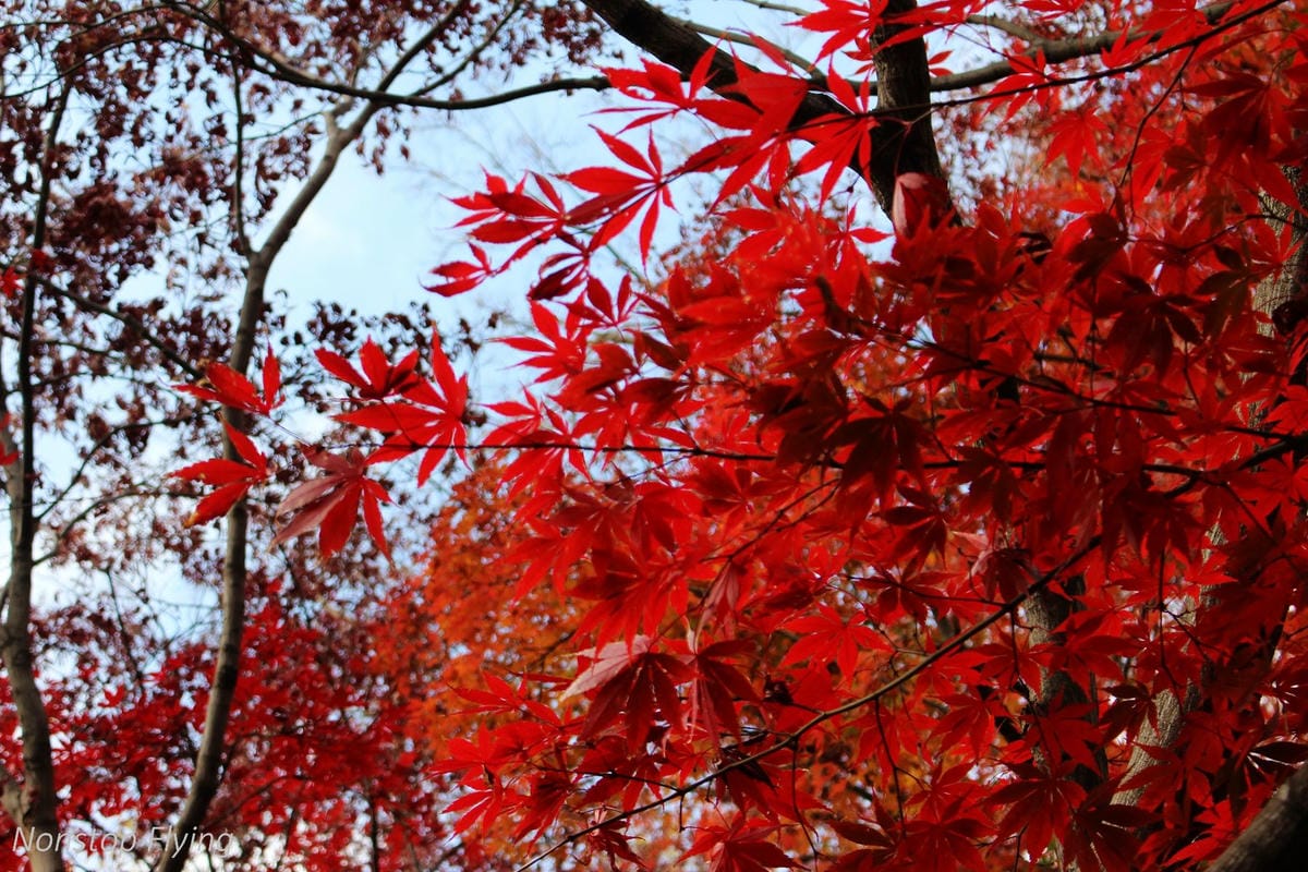 (2018)12月東京四天三夜小旅行 -耶誕燈飾、楓紅、銀杏之旅 - 第21張圖 (2018)12月東京四天三夜小旅行 -耶誕燈飾、楓紅、銀杏之旅