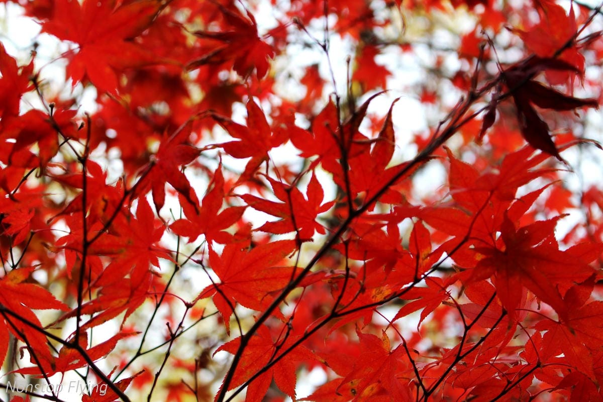 (2018)12月東京四天三夜小旅行 -耶誕燈飾、楓紅、銀杏之旅 - 第19張圖 (2018)12月東京四天三夜小旅行 -耶誕燈飾、楓紅、銀杏之旅