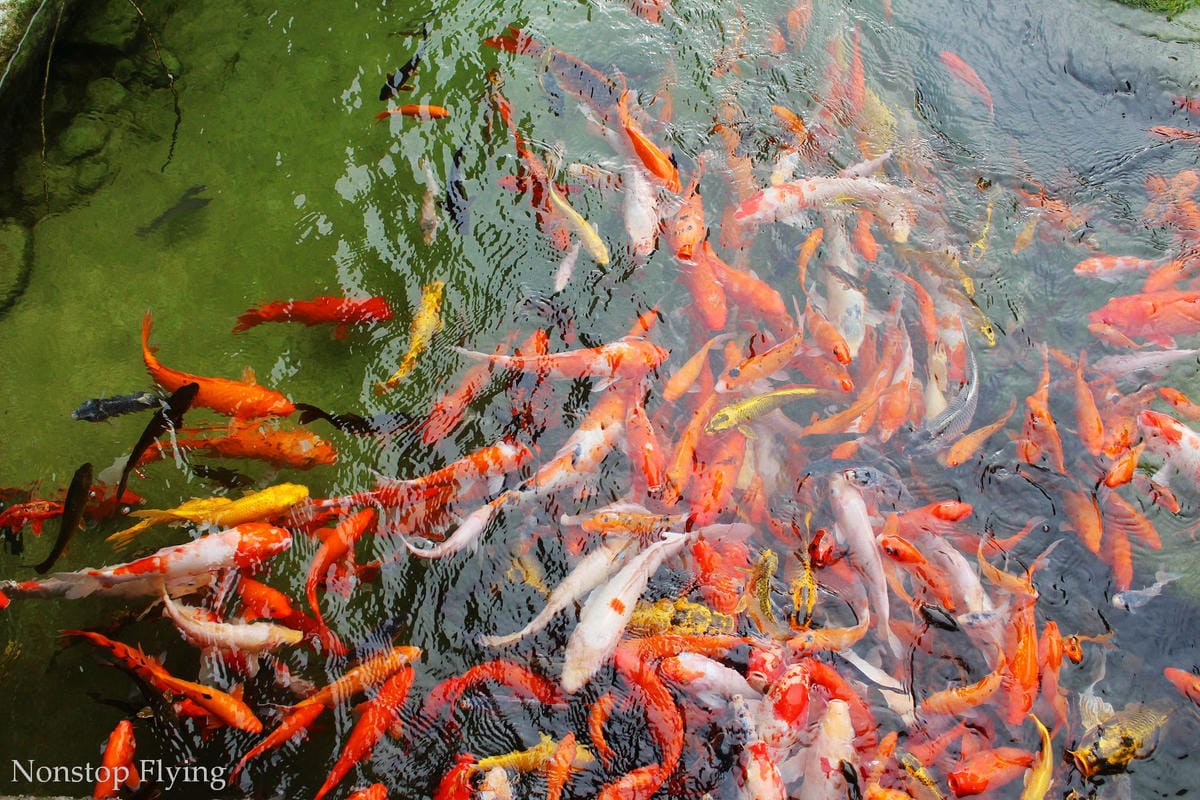 2019.06.30 國泰港龍 KA693 海口-香港 A320飛行記錄 -含海口貴賓室分享/ 一趟與暴風雨、機械搶修賽跑的旅程