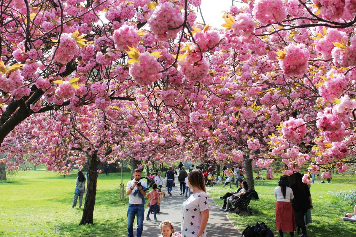 【英國】格林威治半日遊 -倫敦東南郊,朝聖0度經線、春天賞櫻熱點 - 第24張圖 【英國】格林威治半日遊 -倫敦東南郊,朝聖0度經線、春天賞櫻熱點