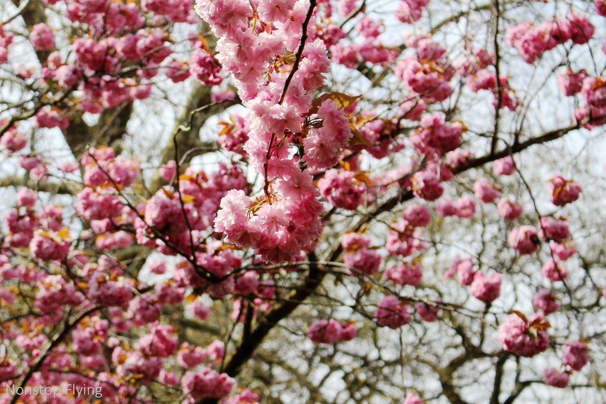 【英國】格林威治半日遊 -倫敦東南郊,朝聖0度經線、春天賞櫻熱點 - 第21張圖 【英國】格林威治半日遊 -倫敦東南郊,朝聖0度經線、春天賞櫻熱點