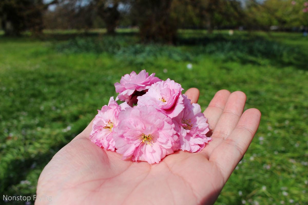 【英國】格林威治半日遊 -倫敦東南郊,朝聖0度經線、春天賞櫻熱點 - 第33張圖 【英國】格林威治半日遊 -倫敦東南郊,朝聖0度經線、春天賞櫻熱點