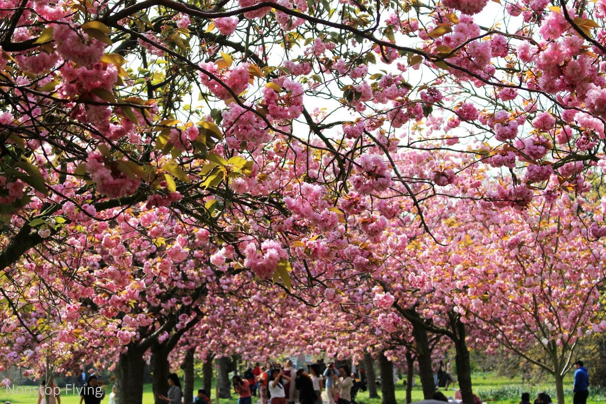 【英國】格林威治半日遊 -倫敦東南郊,朝聖0度經線、春天賞櫻熱點 - 第20張圖 【英國】格林威治半日遊 -倫敦東南郊,朝聖0度經線、春天賞櫻熱點