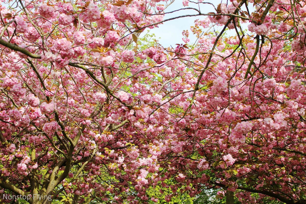 【英國】格林威治半日遊 -倫敦東南郊,朝聖0度經線、春天賞櫻熱點 - 第25張圖 【英國】格林威治半日遊 -倫敦東南郊,朝聖0度經線、春天賞櫻熱點