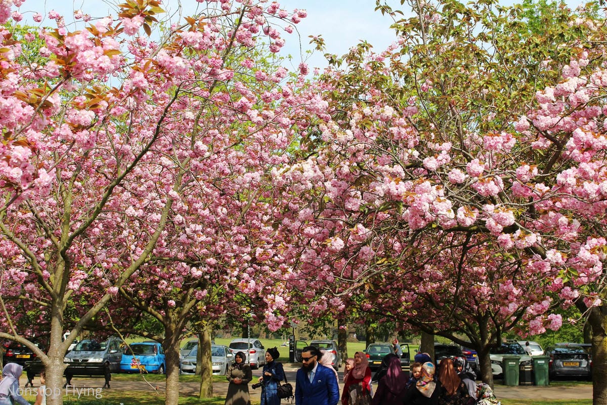 【英國】格林威治半日遊 -倫敦東南郊，朝聖0度經線、春天賞櫻熱點