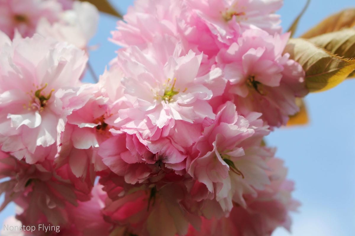 【英國】格林威治半日遊 -倫敦東南郊,朝聖0度經線、春天賞櫻熱點 - 第27張圖 【英國】格林威治半日遊 -倫敦東南郊,朝聖0度經線、春天賞櫻熱點