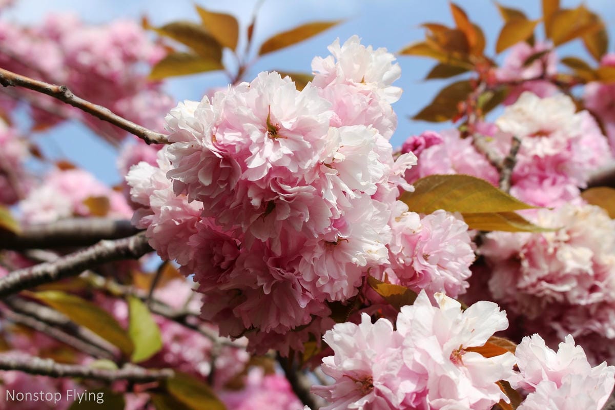【英國】格林威治半日遊 -倫敦東南郊,朝聖0度經線、春天賞櫻熱點 - 第31張圖 【英國】格林威治半日遊 -倫敦東南郊,朝聖0度經線、春天賞櫻熱點