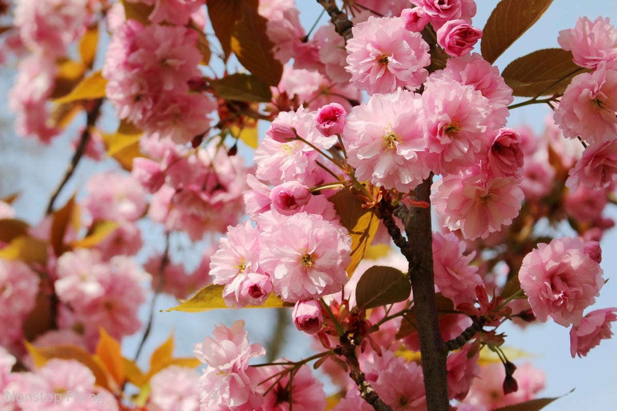 【英國】格林威治半日遊 -倫敦東南郊,朝聖0度經線、春天賞櫻熱點 - 第26張圖 【英國】格林威治半日遊 -倫敦東南郊,朝聖0度經線、春天賞櫻熱點