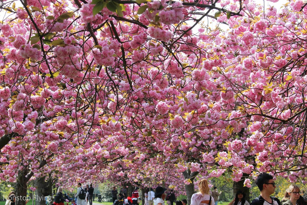 【英國】格林威治半日遊 -倫敦東南郊，朝聖0度經線、春天賞櫻熱點