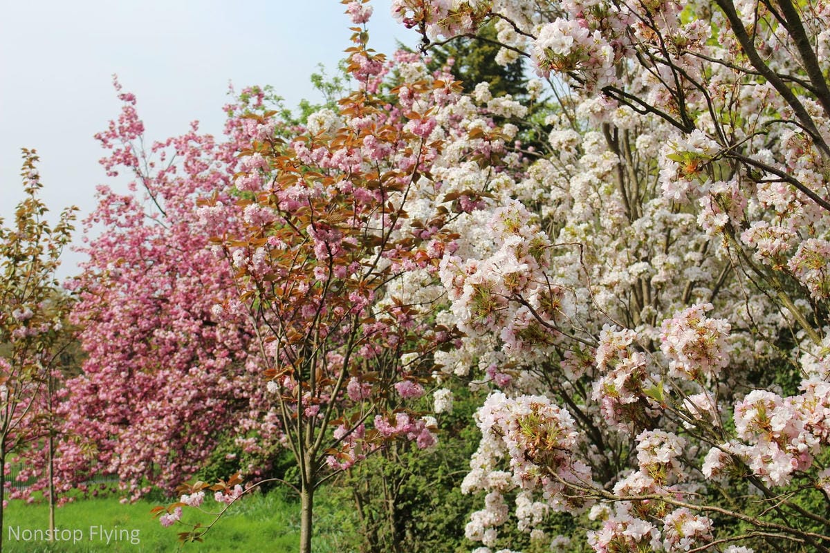 【英國】格林威治半日遊 -倫敦東南郊,朝聖0度經線、春天賞櫻熱點 - 第34張圖 【英國】格林威治半日遊 -倫敦東南郊,朝聖0度經線、春天賞櫻熱點