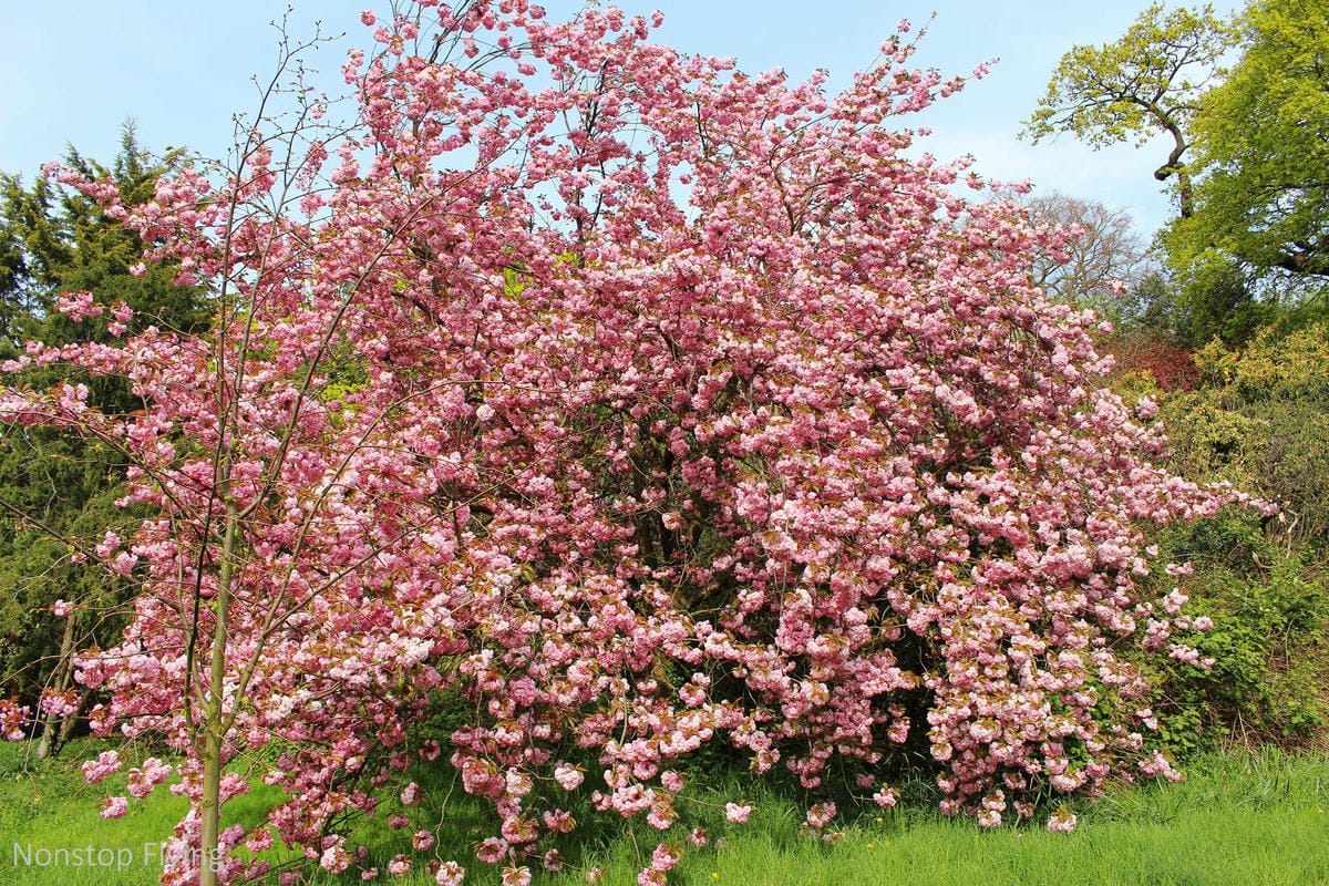 【英國】格林威治半日遊 -倫敦東南郊,朝聖0度經線、春天賞櫻熱點 - 第35張圖 【英國】格林威治半日遊 -倫敦東南郊,朝聖0度經線、春天賞櫻熱點