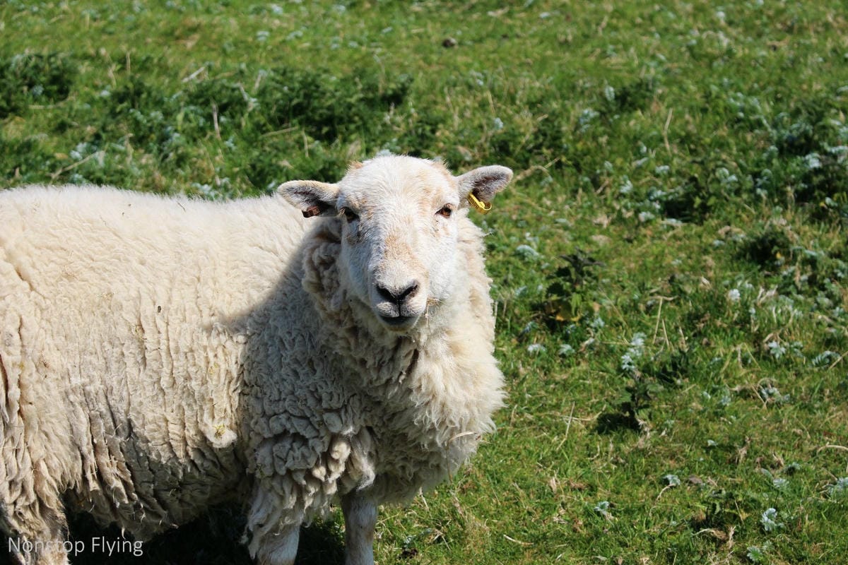 IMG_5106.jpg IMG_5106.jpg