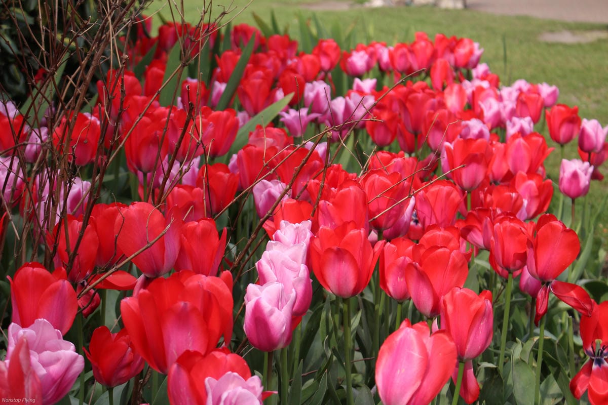 IMG_5768.jpg IMG_5768.jpg