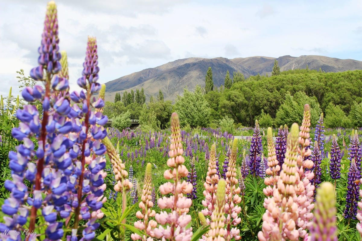 IMG_0812.jpg IMG_0812.jpg