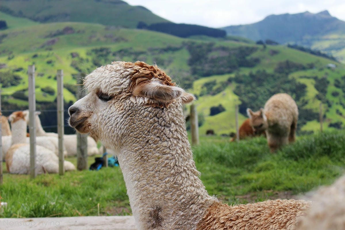 IMG_1364.jpg IMG_1364.jpg