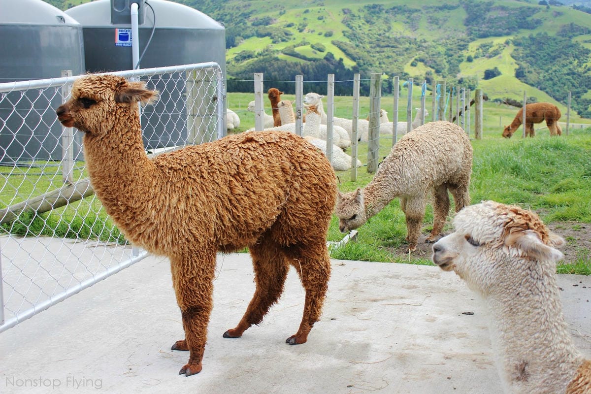 IMG_1365.jpg IMG_1365.jpg