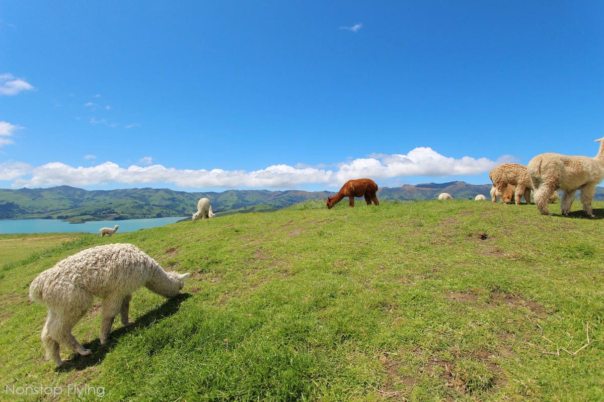 IMG_1516.jpg IMG_1516.jpg