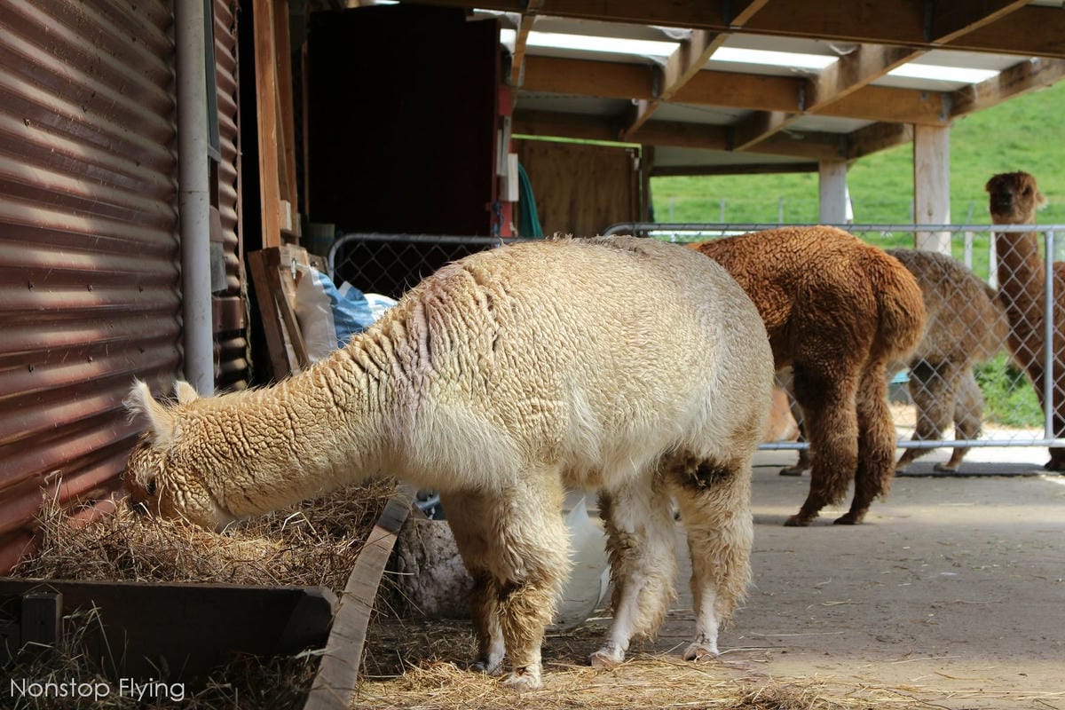 IMG_1376.jpg IMG_1376.jpg