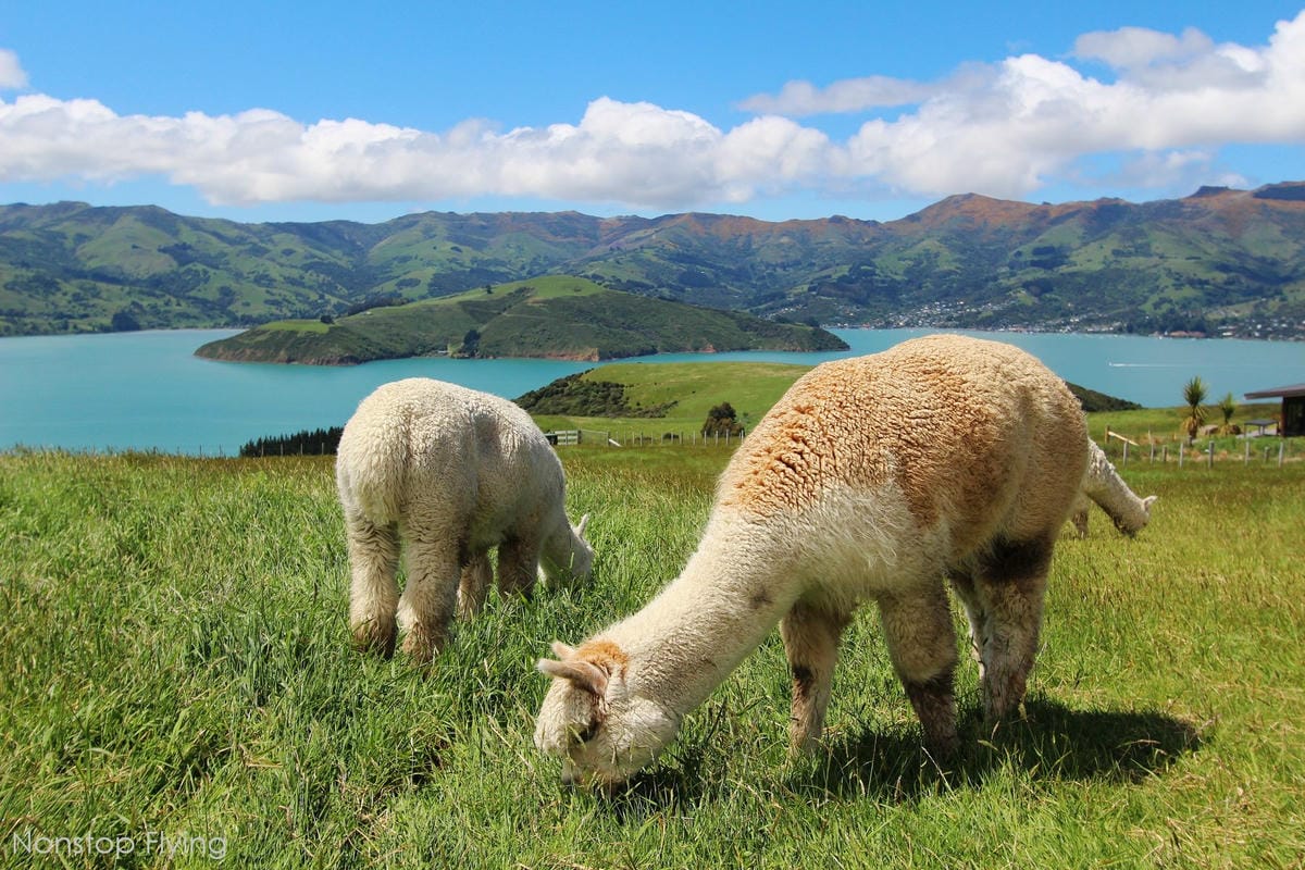 IMG_1513.jpg IMG_1513.jpg