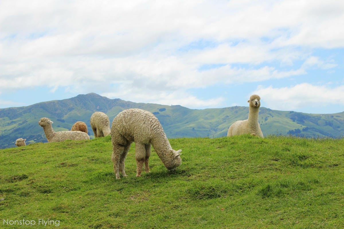 IMG_1338.jpg IMG_1338.jpg