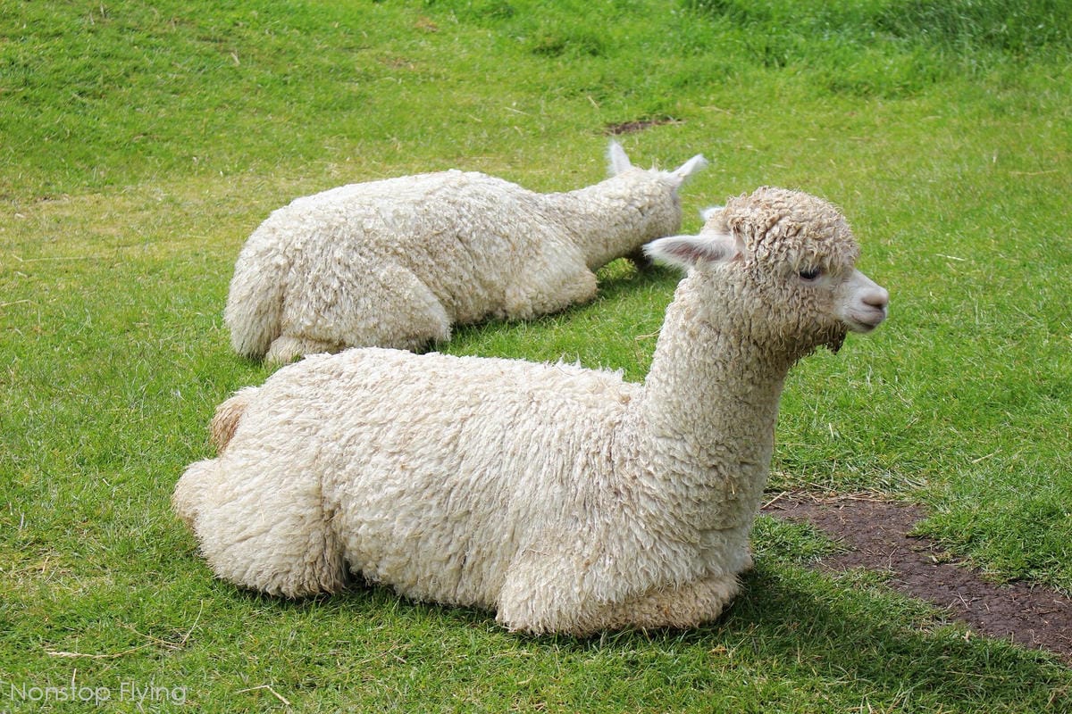 IMG_1336.jpg IMG_1336.jpg