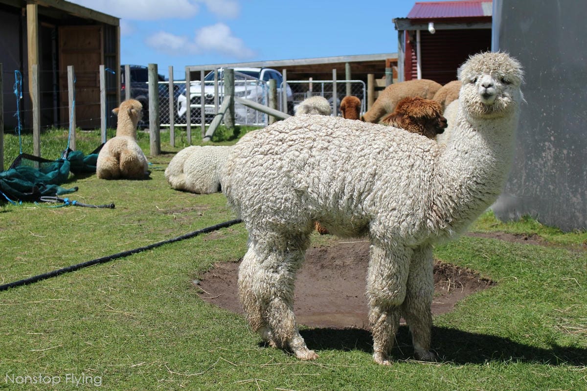 IMG_1429.jpg IMG_1429.jpg