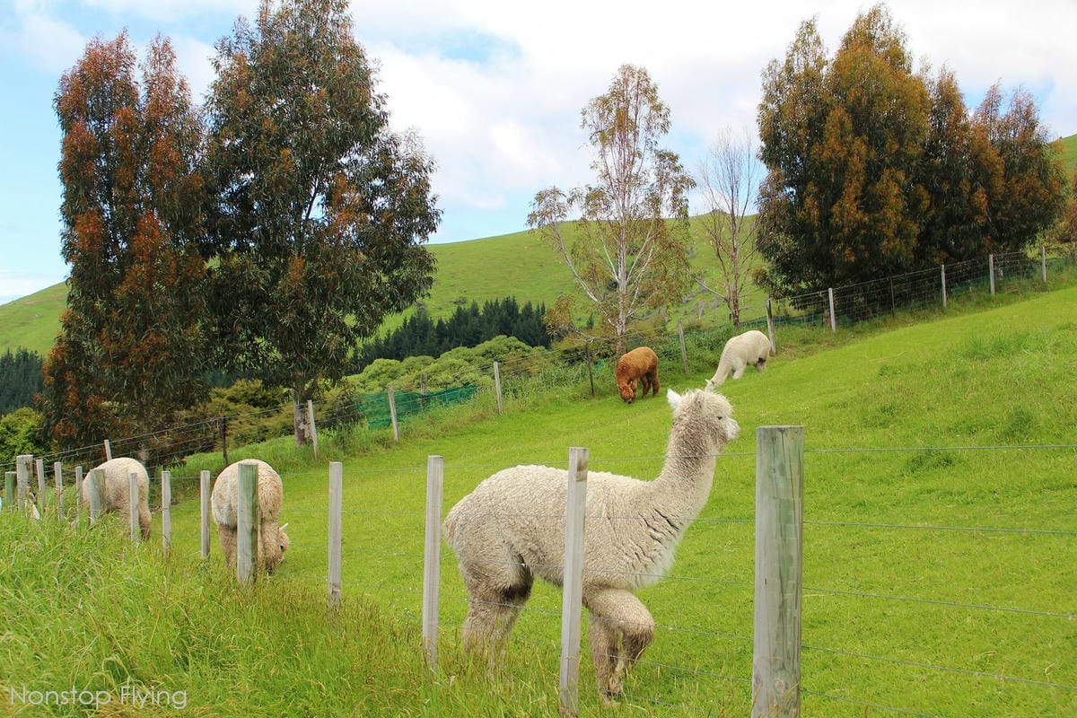 IMG_1350.jpg IMG_1350.jpg