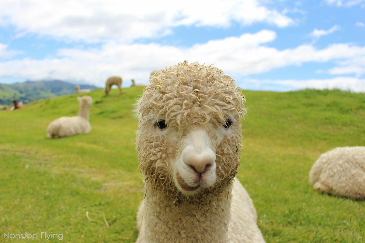 IMG_1337.jpg IMG_1337.jpg