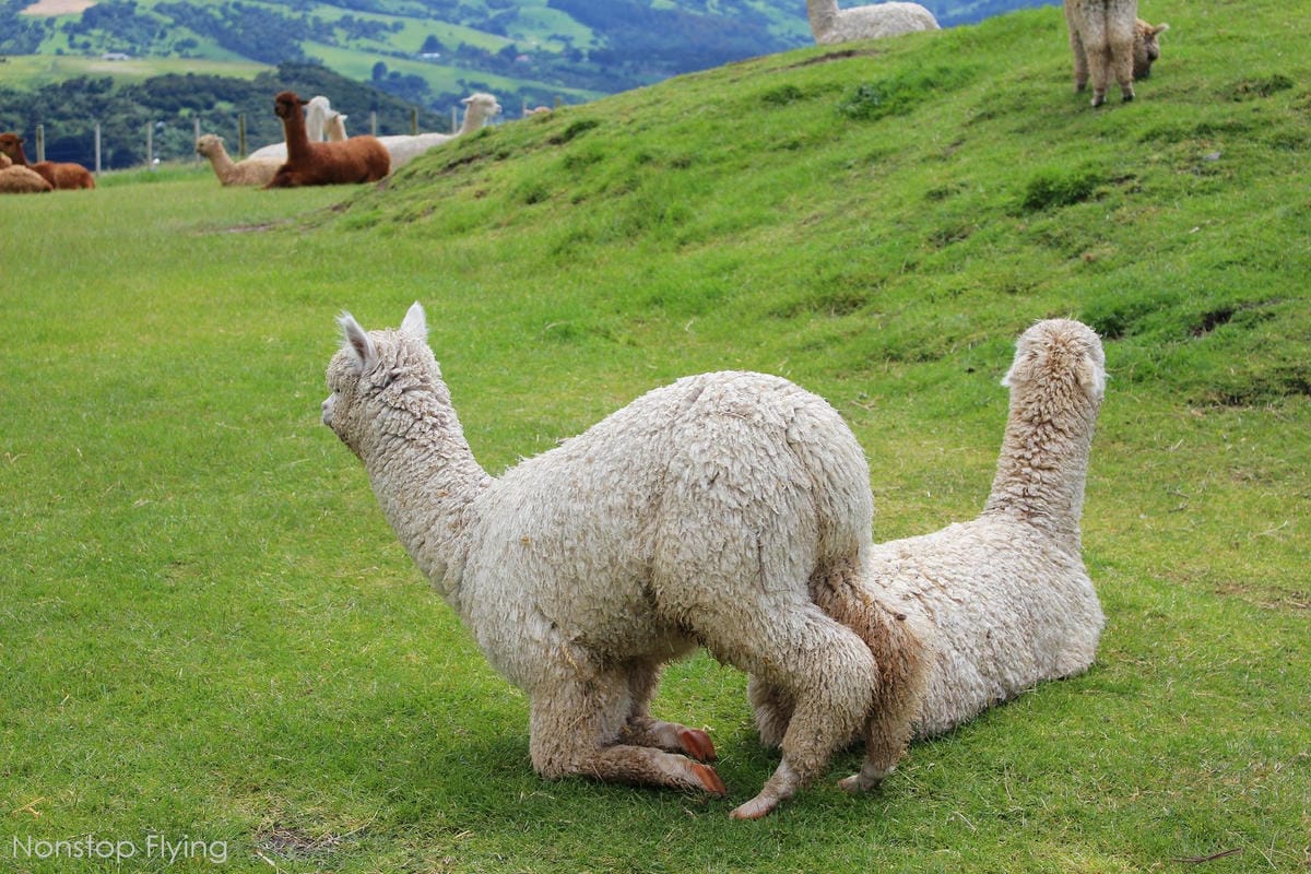 IMG_1339.jpg IMG_1339.jpg