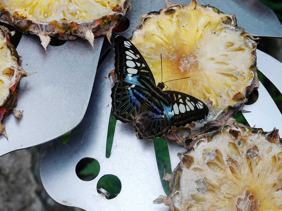 2025.09.20 新加坡航空 SQ876 新加坡-台北 787-10商務艙飛行記錄